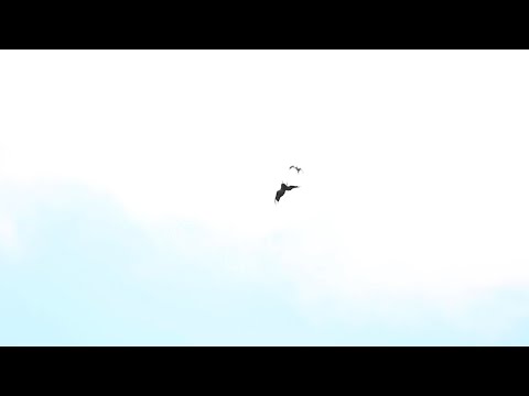 Bald Eagle vs Peregrine Falcon