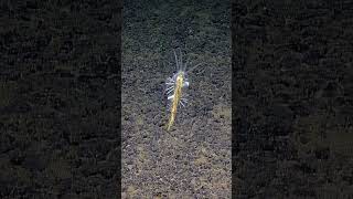 Squidworm Feasts on Sea Cucumber | Nautilus Live