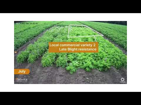 Ireland  trial - late blight resistant variety versus local checks, with yield graph