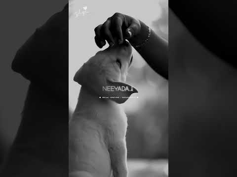 ❤Pet lovers version ❤ | dog lovers whatsapp status tamil | girls feeling whatsapp status tamil
