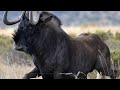 Superstars Of South Africa Black Wildebeest Wildebeest