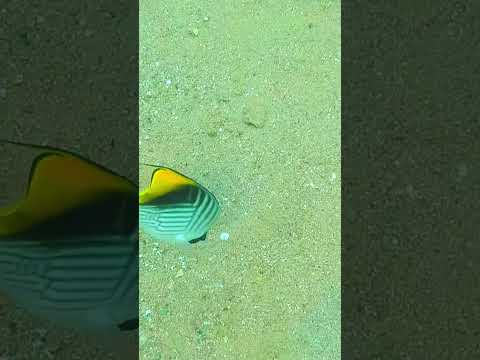 Feel the Vibes of Sharm El Sheikh, Egypt in 4K