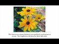 History Of Flower