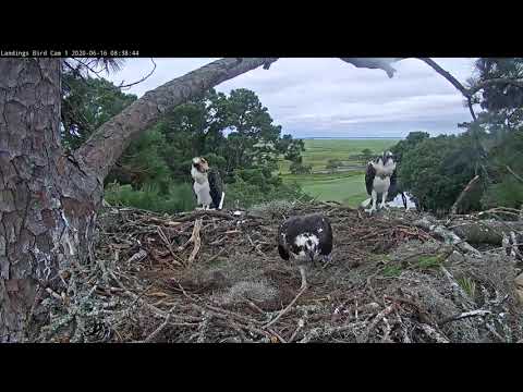First Osprey Chick Fledges | Savannah Osprey Cam | Cornell Lab & Skidaway Audubon – June 16, 2020