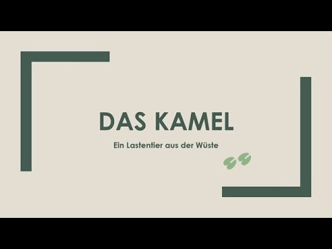 Das Kamel einfach und kurz erklärt