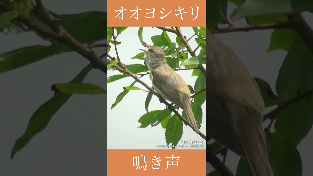 オオヨシキリの鳴き声 | さえずり | 野鳥動画図鑑 #shorts