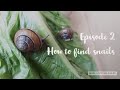 Ep. 2: How to find snails!