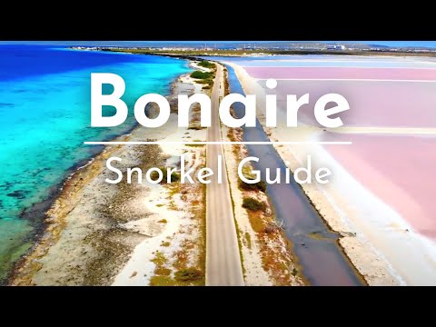 8 Amazing Bonaire Snorkeling Spots!