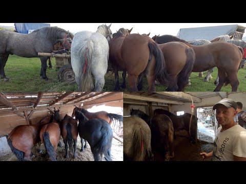 Caii lui dl. Alexandru Varga de la Sighetu Marmației - Maramureș