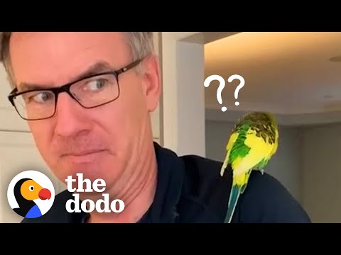Tropical Bird Walks Into Family's House | The Dodo