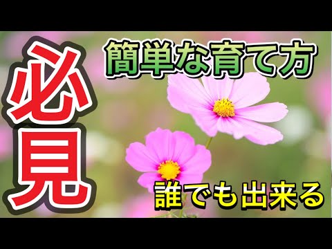 コスモスの種の育て方 植え付けに適した時期は場所によって異なります 屋外の鉢
