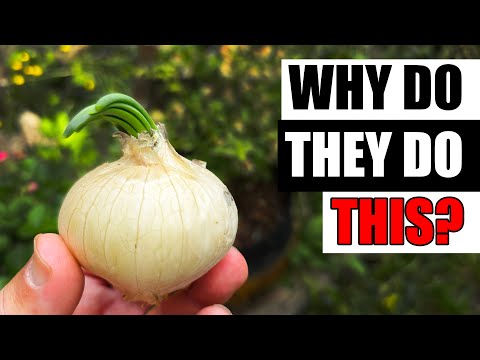 How To Grow An Onion From An Onion Bottom 2019