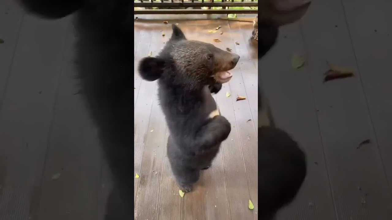 catch practice by mouth #ytshorts #nature #animals