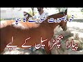 Horse For Sale In World Butiful Hors
