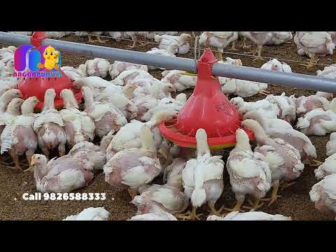 3 hp poultry farm ventilation exhaust fan