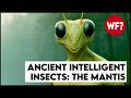 Earth S Mantis Overlords They Ve Been Here All Along