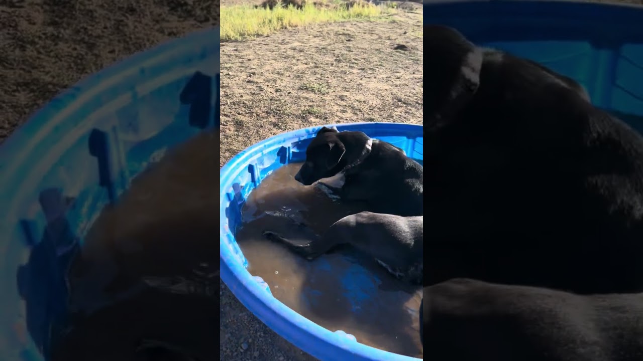 Enlarge Magnet, a Adoptable Mixed Breed in Flagstaff, AZ video 4/6