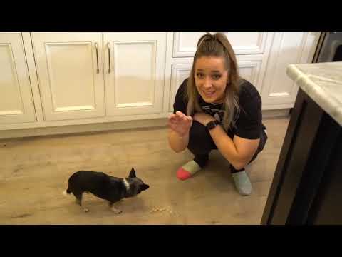 A delicious treat for the dogs