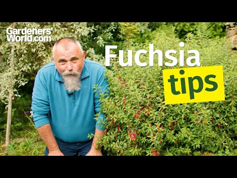 Fabulous FUCHSIAS | David's complete guide to caring for fuchsia plants