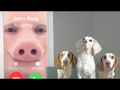 Dogs Figure Out Why John Pork is Calling! Funny Dogs Maymo, Potpie & Indie