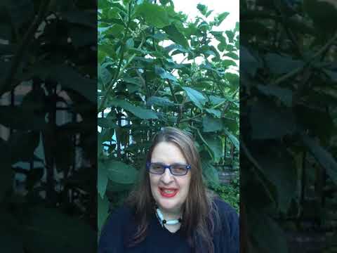 How to make magick talismans from the old Grimoires! Occult BlackPullet GKOS Agrippa Enochianorg