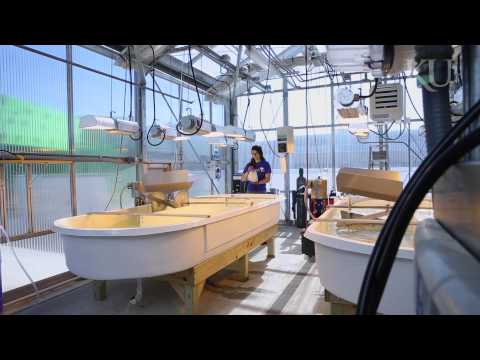 KUの学生が藻類を栽培してバイオ燃料やきれいな水を作る (KU students grow algae for biofuel, cleaner water)