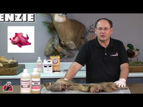 MV101 Tanning Part 1  Specimen Care and Hide Preparation HD