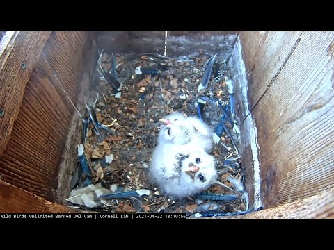 Downy Owlets Spend Time Alone In Barred Owl Nest Box – April 22, 2021