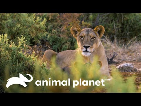 Grandes caçadores da natureza na África: o leão | Lei da sobrevivência | Animal Planet Brasil
