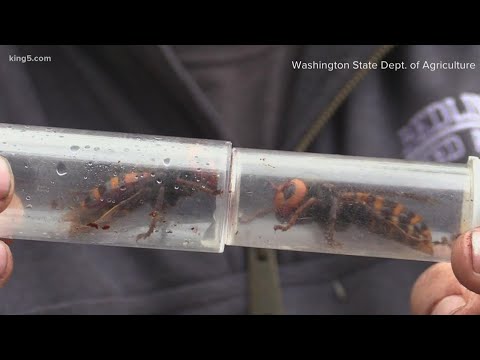 Nearly 200 queens found in Asian giant hornet nest removed in Whatcom County
