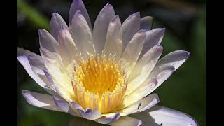 Digital Photography Classes at Sunken Gardens by Digital Photo Academy
