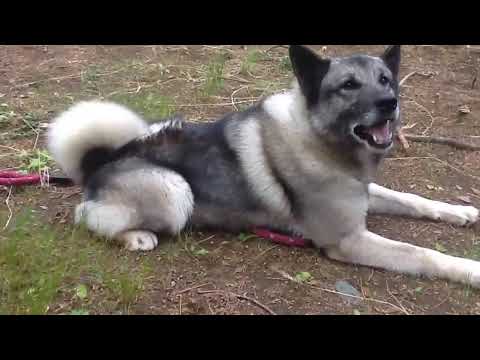 ノルウェーエルクハウンド