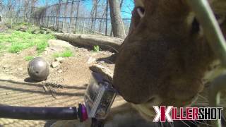 Liger chomps a GoPro on a KillerShot GoElevation