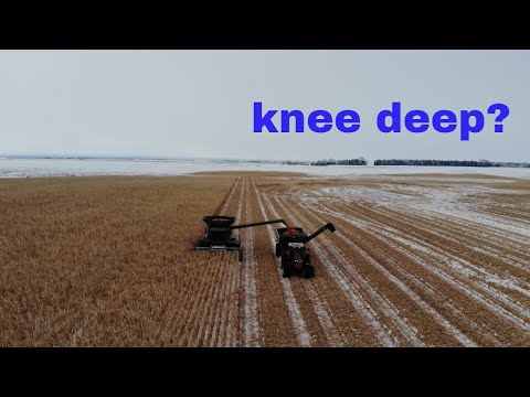 2019 corn harvest in 2020 snow!