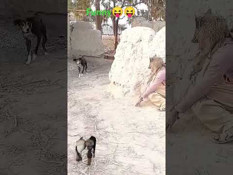 #dog #funny #puppy #pets #doglover #prank #trending #viral 🔥