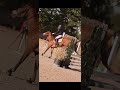 Poney D
