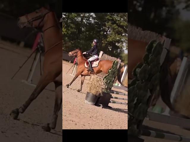 Poney D