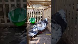 Download lagu Looking for a high-flying pigeon like this‼️ mp3