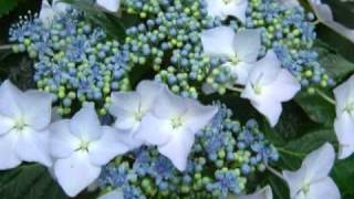 O "RANCHO DAS FLORES" NO EMVERDENOVO