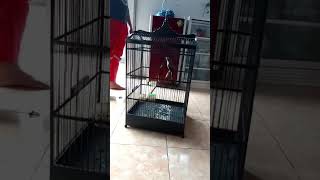 Download lagu Materi Cendet Mengerikan #kicaumania #cendet #gacor #probolinggo #situbondo mp3 Download lagu Materi Cendet Mengerikan #kicaumania #cendet #gacor #probolinggo #situbondo mp3