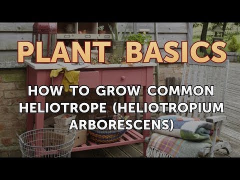 , title : 'How to Grow Common Heliotrope (Heliotropium Arborescens)'