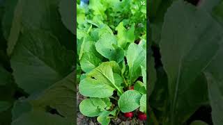 Download lagu Alat keren sederhana untuk menyiram tanaman bit di ladang dengan mudah #shorts mp3 Download lagu Alat keren sederhana untuk menyiram tanaman bit di ladang dengan mudah #shorts mp3