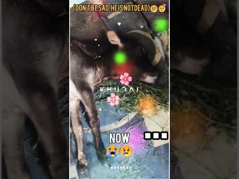 Vasantha- Now & Then | #edit #cow #sad