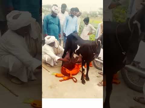 World Record High Milk goat 🐐 #goat #ytshorts #shorts