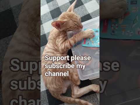 sleeping cat lazy #lazy cat #cat#cat funny