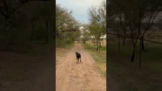Video preview image #1 Doberman Pinscher Puppy For Sale in Buffalo, MN, USA