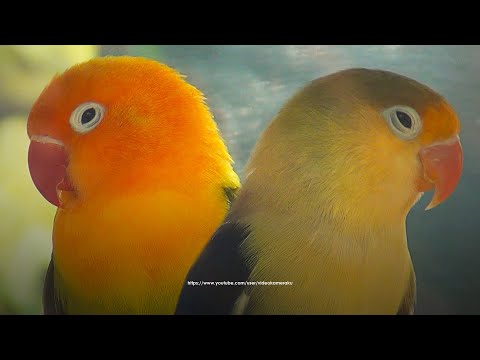 Lovebirds Chirping Sounds - Opaline and Parblue - Pastel Green and Blue (2023)