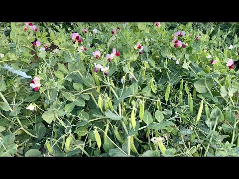 いつ、どのようにエンドウ豆を地面に蒔くのですか？ 2月に種まきを始めてもいいでしょうか？  庭園