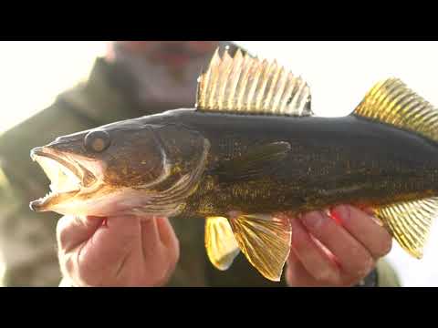 Fishing in Canada - Black Moose Outposts!