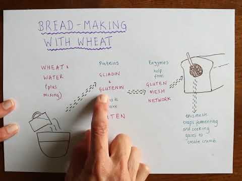 The Science of Crumb Structure in Breadmaking: Wheat vs. Rye
